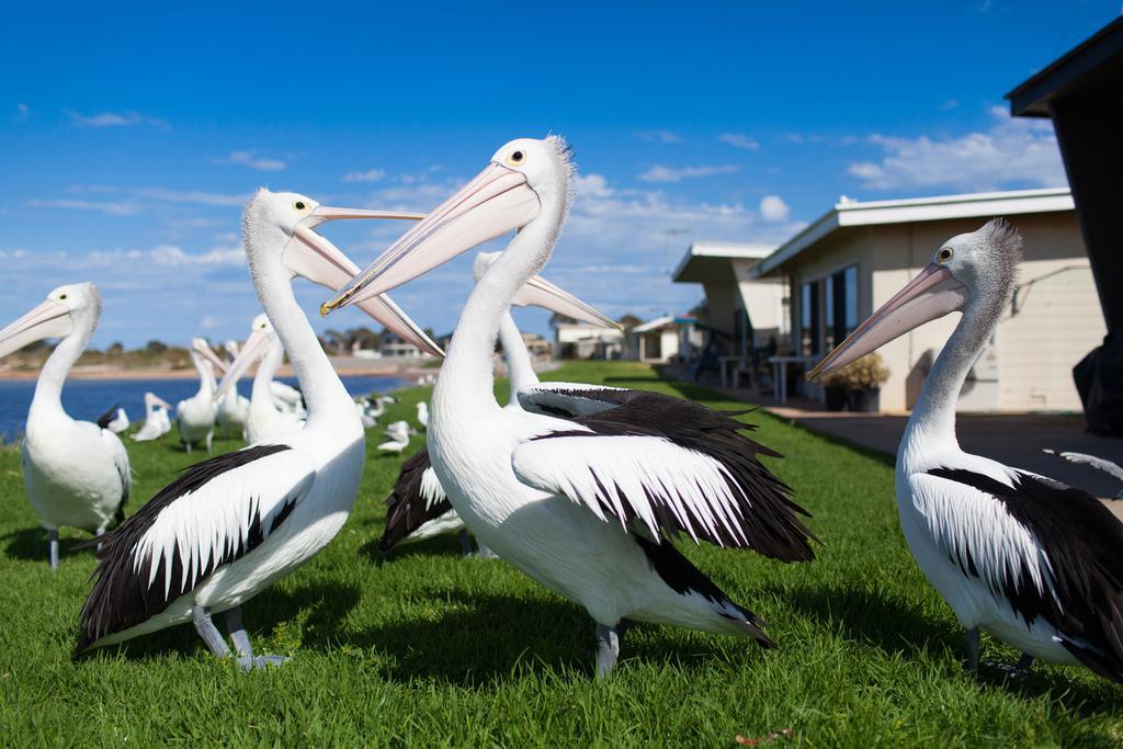 Modra'S Apartments Tumby Bay Экстерьер фото